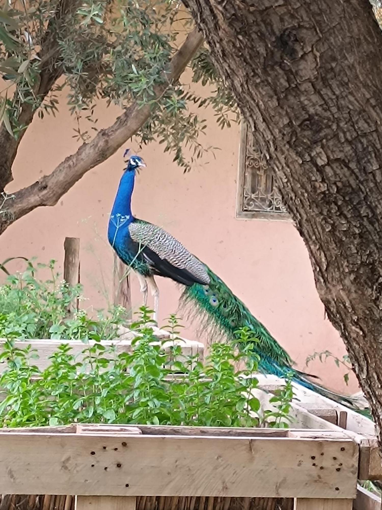 Jardin Sakina - Chambre D'Hotes Oulad Moumene Luaran gambar