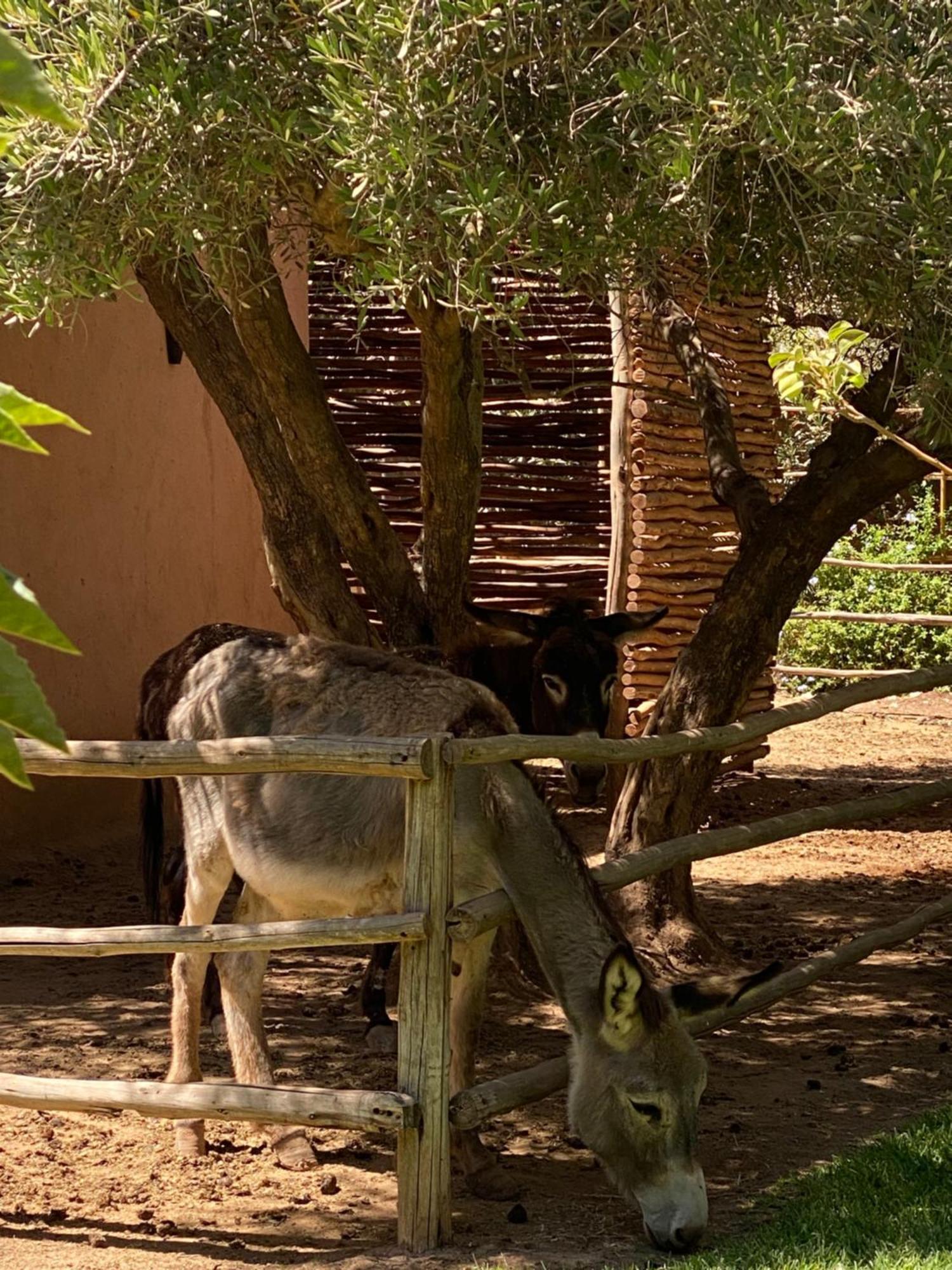 Jardin Sakina - Chambre D'Hotes Oulad Moumene Luaran gambar